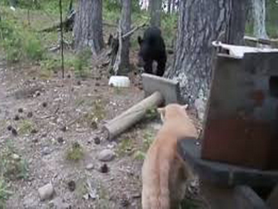 Домашний кот загнал лесного медведя на дерево