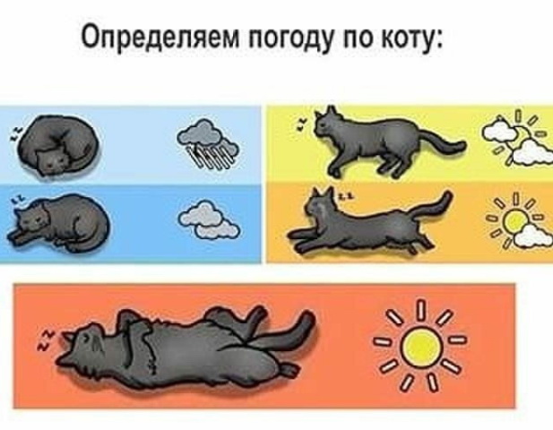 Как определить погоду по коту