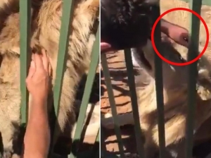 Известный регбист хотел погладить льва в зоопарке и получил травму‍ (ВИДЕО)