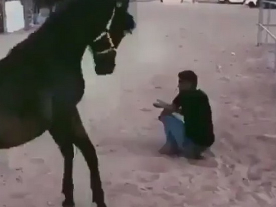 Лошадь примчалась спасать хозяина от ударов и прославилась в Сети