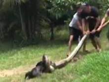 Жители бразильской деревни спасли собаку от анаконды