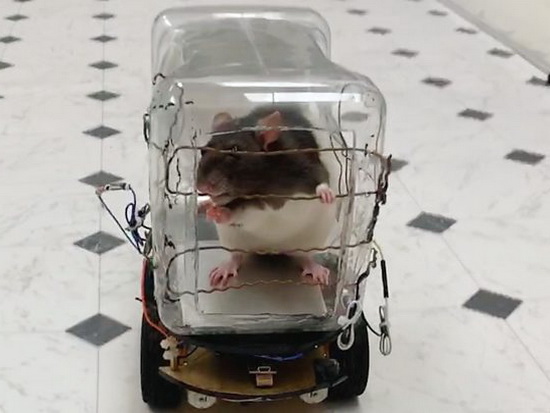Ученые научили крыс ездить на маленьких машинках