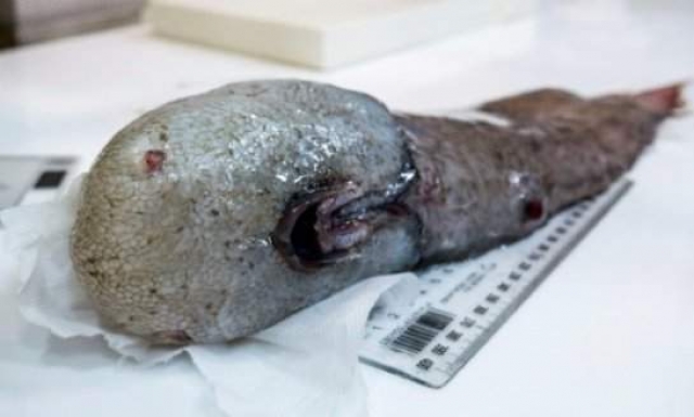 Неизвестное существо было обнаружено на дне Тасманова моря. Специалисты в ходе исследования нашли рыбу без глаз, носа и рта.