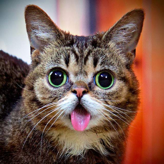 Кошка Лил Баб из американского штата Индиана обязана повышенным вниманием к своей персоне также благодаря очень необычной внешности.
