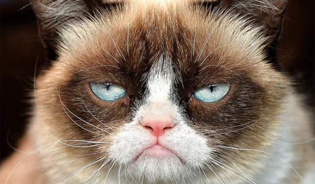 Grumpy cat. Кошка из Лос-Анжелеса стала известна всему миру благодаря недовольному выражению мордочки. Многие пользователи поначалу даже предполагали, что добиться такого можно лишь с помощью Фотошопа.