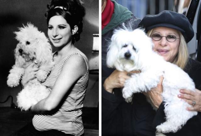 Барбра Стрейзанд, 76 лет. Актриса клонировала свою умершую собаку. Барбра Стрейзанд клонировала свою умершую собаку Сэмми редкой породы котон-де-тулеар, которая прожила с нею 14 лет и «была ей как дочь». Теперь у актрисы 3 собаки: 2 клона Сэмми — Скарлетт и Вайолет — и еще одна по кличке Мисс Фанни. 