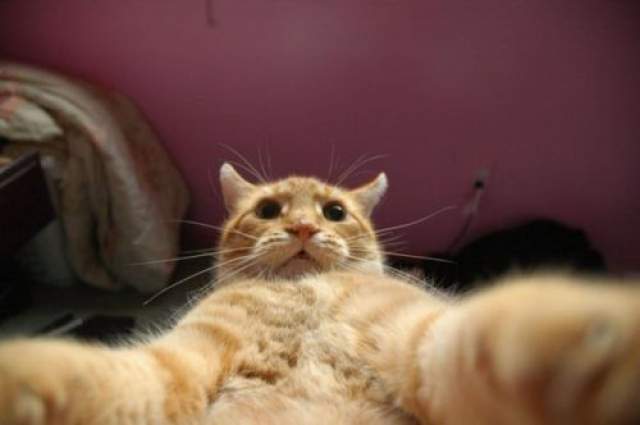 Джонни Кетсвилл . На сайт imgur снимок выложил хозяин кота 31 марта 2013 года, подписав: «Сорян за селфи, пацаны» и снабдив хэштегами #nomakeup #poser #ginger #whiskers #YOLO. Кот находился в ничем не примечательной комнате и, играя со своим хозяином, пытался схватить его за фотоаппарат.