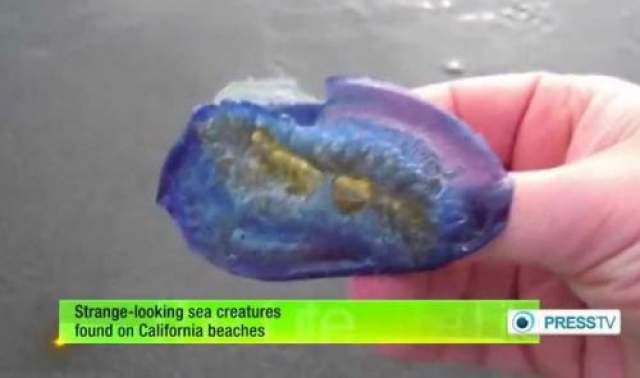 Эти голубые существа начали появляться у американских берегов в таком количестве, что их число по примерным подсчетам может достигать миллиардов организмов. Точного объяснения этому феномену никто дать не может. 