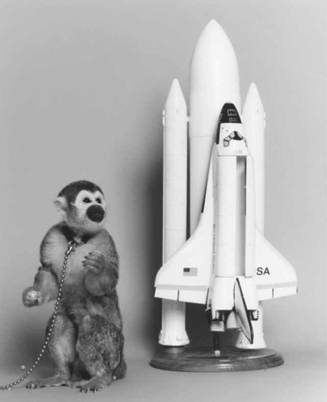 Обезьяна Гордо. Стала первой обезьяной в космосе, она была запущена 13 декабря 1958 года в США.
