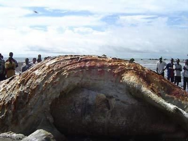 Это огромное существо нашли на побережье Гвинеи в западной Африке.