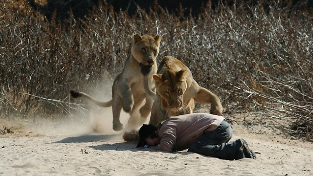 В Зимбабве 40-летний гид Куинн Суэйлс помогал гостям фотографировать львов. Внезапно лев напал на мужчину. Исход битвы был  смертельным. Любопытно, что многие посчитали, что со стороны льва это была месть...