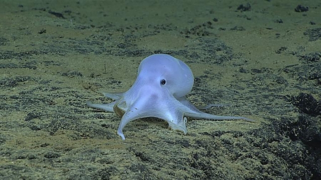 Исследователи из США, которые изучают фауну Тихого океана, обнаружили новый необычный вид осьминогов, которые отличаются небольшими размерами и очень светлым окрасом.