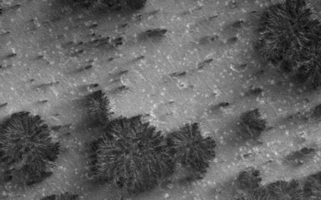 В 2001 году известный писатель фантаст Артур Кларк рассказал, что заметил очаги растительности, включая деревья, на новых фотографиях с Марса, которые были сделаны исследовательской станцией "Марс Глобал Сервейор".