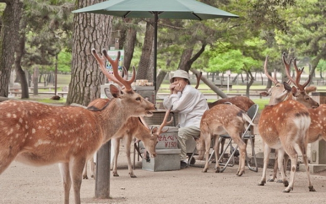 У туристов животные с грустными глазами выпрашивают угощенья, а также иногда "подворовывают" кошельки и телефоны, принимая за еду.