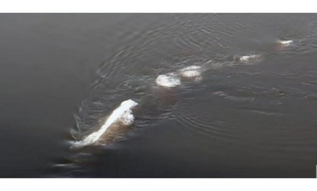 Загадочное существо появилось на поверхности у берегов Аляски. Его тело, покрытое льдом, перемещалось по воде вдоль побережья.