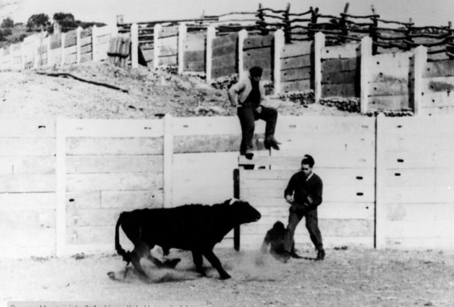Боевой бык Лусеро. Участник экспериментов Хосе Дельгадо.