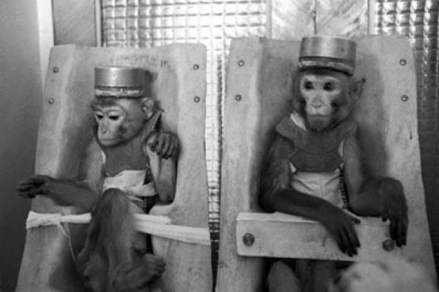 Через год пришло время возвращаться домой: 13 оплодотворенных обезьян Иванов повез сначала в Марсель, а позже перевез в Сухуми, где уже через три месяца с таким трудом добытые обезьяны погибли. При вскрытии животных беременности у самок обнаружено не было.