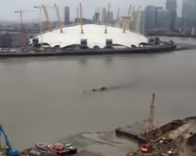 А в прошлом году похожее на Нэсси существо сняли на видео в Лондоне в водах Темзы.