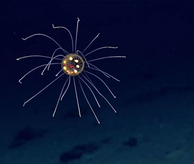 Ученые отнесли медузу к семейству Crossota. На кадрах полупрозрачное существо с яркими светящимися частями плавает в темных океанических глубинах.