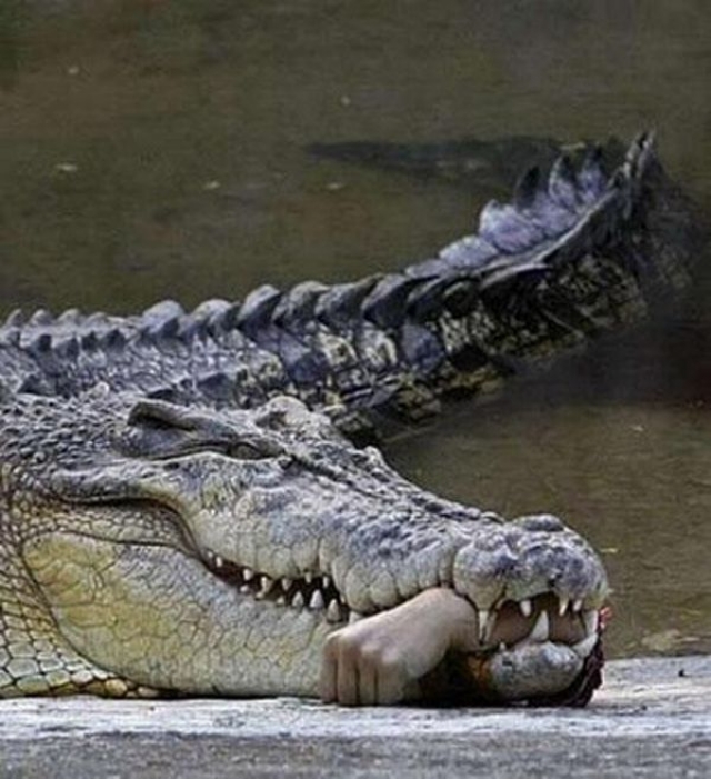 Крокодил расставаться с добычей не собирался, поэтому его пришлось застрелить…