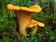 Новости дня: Медики назвали безопасное для здоровья количество грибов