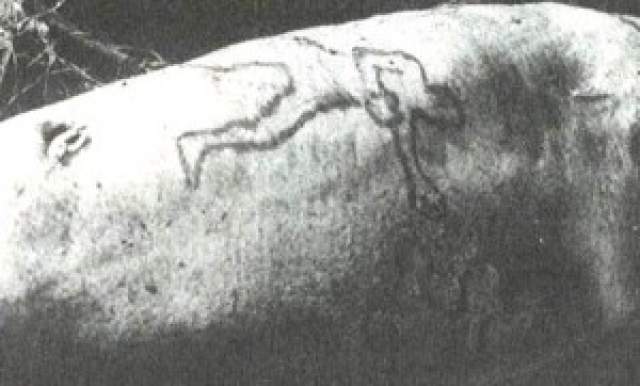 Человеческая рука в акуле из океанариума. В 1930-х в океанариум в Австралии завезли тигровую акулу. А спустя пару дней она прямо на глазах у посетителей выплюнула человеческую руку. 