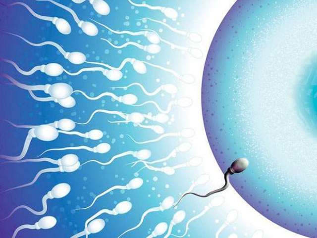 На каждое оплодотворенное яйцо приходится 200-500 млн сперматозоидов, которые пытаются передать свою ДНК.