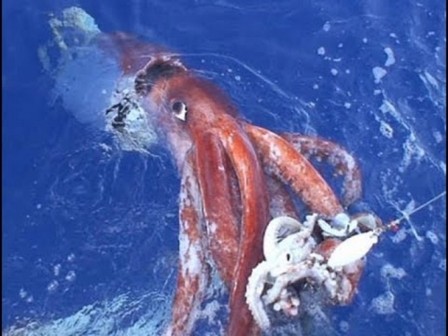 Обычно кальмары не подплывают к людям и живут на очень больших глубинах, достигая размеров 16 метров и больше.