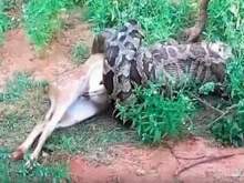 На Шри-Ланке гигантский питон съел оленя на глазах туриста