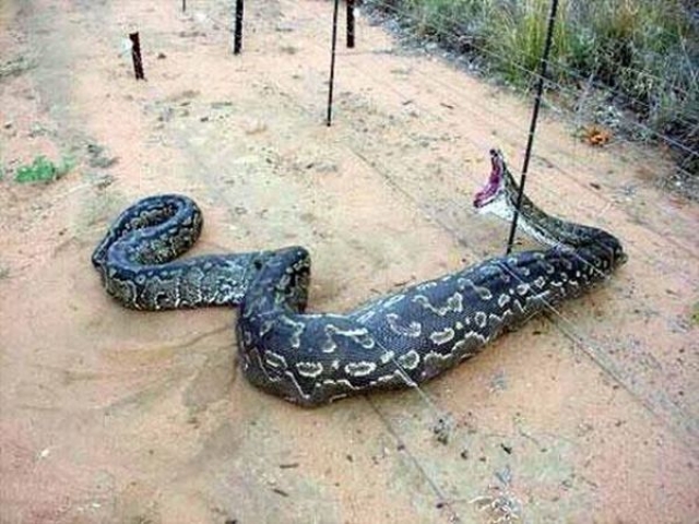 Одно из самых страшных нападений - атака крупной змеи вроде питона или анаконды…