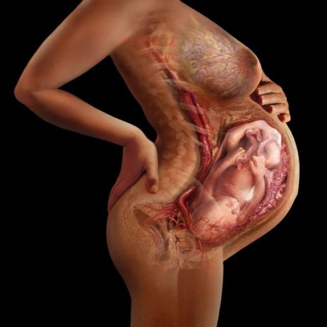 Если у беременной женщины повреждены какие-то органы, то находящийся в чреве плод посылает стволовые клетки для исправления поврежденного органа.