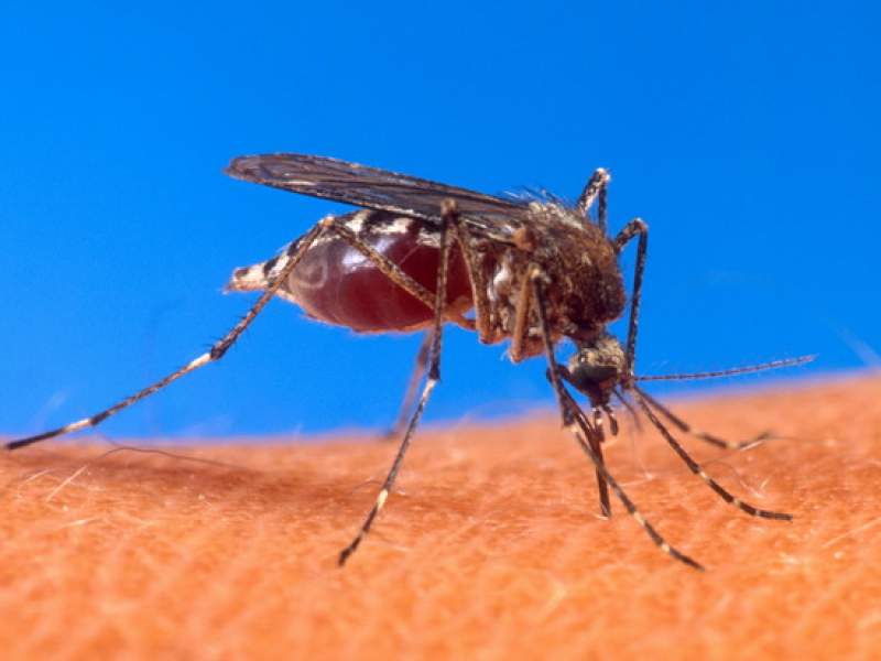 Новости дня: Россиян предупредили об опасности смертельной лихорадки из-за комаров в Краснодарском крае