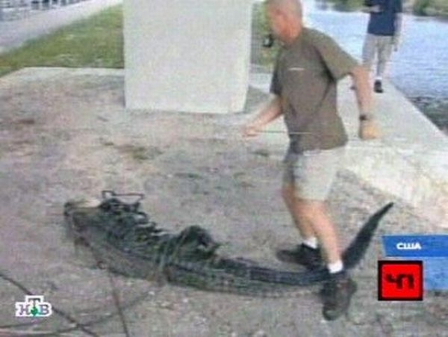 А вот 28-летней студентке повезло меньше. В мае 2006 года в Южной Флориде поймали трехметрового аллигатора через несколько дней после того, как в водном канале обнаружили тело растерзанной девушки.