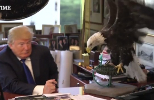 А затем когда фотограф предложил сидящему Трампу придвинуться поближе к птице, Дядя Сэм попытался клюнуть политика в руку. Впрочем оба - и кандидат в президенты и своенравный орел - на страницы журнала попали.
