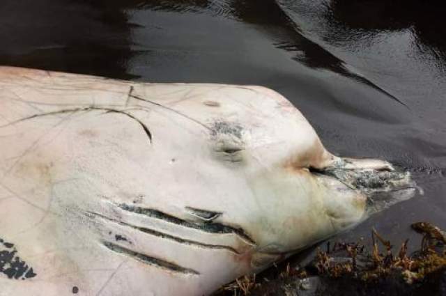 Когда в июне 2014 года на побережье Аляски молодой учитель биологии наткнулся на выброшенного из воды мертвого дельфина, то сначала он решил, что это молодой зубатый кит - северный плавун (клюворыл Бэрда). Однако при более внимательном изучении выяснилось, что найденный дельфин отличается от северных плавунов формой спинного плавника и цветом тело, а по возрасту зубов было определено, что особь - при длине в 7 метров - никак не может быть северным плавуном, т.к. у взрослых плавунов размеры больше. Дальнейшие исследования ученых показали, что это совершенно новый вид дельфина и крайне удачная и редкая находка - темный дельфин-ворон.
