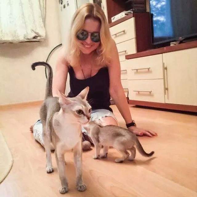 Нюся и Ося - питомцы Анжелики Варум. Похожая на инопланетянку сингапурская кошка Нюся, к примеру, - частая гостья на фотоснимках певицы в соцсетях.