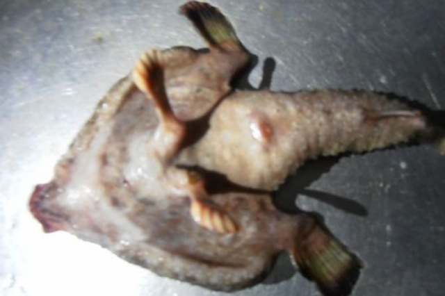 На Карибах рыбаки поймали странную рыбу с "ногами, пальцами и носом, похожим на человеческий". Местные жители назвали существо мутантом или "пришельцем из фильма ужасов".