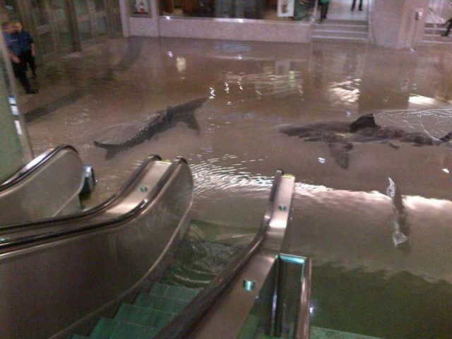 Акулы в супермаркете в Кувейте. Нет, выбравшихся на свободу после прорыва бассейна и плавающих вокруг эскалатора хищников не было.