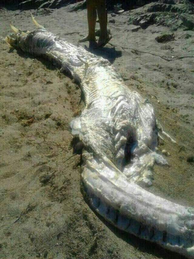 Предполагали, что это ремень-рыба. Или что это морской дракон-мутант. Испанские чиновники похоронили труп и сохранили образцы для исследований, но остались в недоумении. 