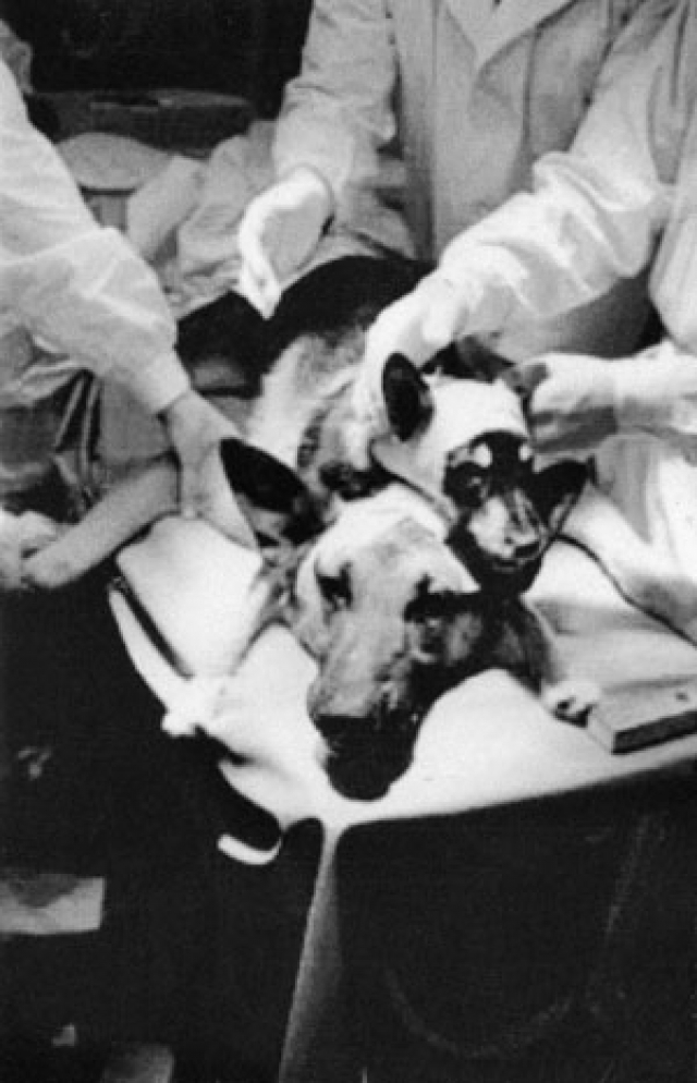 Безымянная двухголовая собака. Демихов, для того, чтобы пересаживать внутренние органы с наименьшими повреждениями, решил использовать всю половину животного-донора.