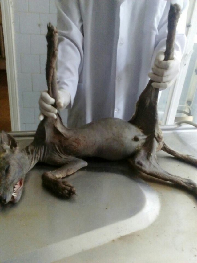 В Черновицкой области Украины житель в собственном дворе забил лопатой неизвестного зверя.