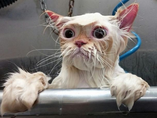 Мокрый кот стал новым героем интернет-мемов (ФОТО). Новости дня в мире и  России сегодня - dayonline.ru