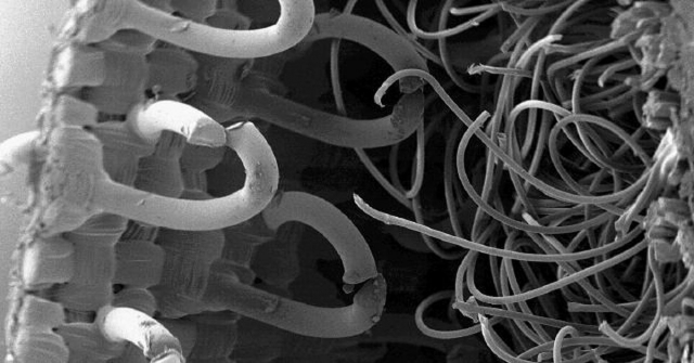 Застежка-липучка. Идея создания застежки-липучки пришла Жоржу де Местралю после того, как он рассмотрел в микроскоп колючки репейника.