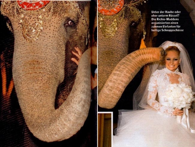 Появление слона стало для Мэддена настоящим сюрпризом: слон с индийским украшением на голове неожиданно появился в поместье Ричи и, к удивлению жениха подарил Николь свой слоновий “поцелуй”.
