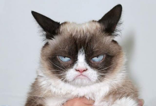 Grumpy cat. Угрюмый кот по имени Соус Тардар явился широкой аудитории в сентябре 2012 года. Его фото выложила хозяйка на сайте Reddit. 
