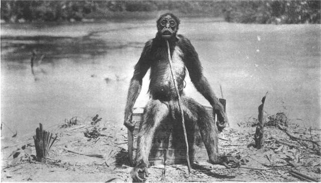 Обезьяна де Луа. В 1917-м году швейцарский геолог Франсуа де Луа побывал с экспедицией в Венесуэле. К 1920 году он вместе с выжившими членами команды дошел до границы Колумбии, где увидел пару странных приматов. Они были прямоходящими, ростом около 140 см, при этом у них не было хвостов. 