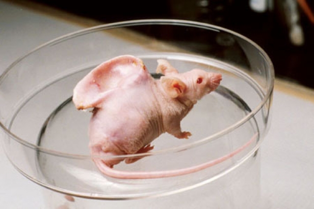 Человеческое ухо, выращенное генными инженерами на спине мыши в 1997 год.