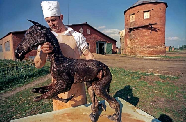 В Житомирской области, особенно сильно затронутой излучением, число животных-мутантов в 1988-1990 годах достигло своего пика.