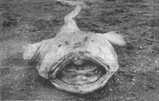 Монстр Канвей-Айленда - так назвали необычное существо , труп которого прибило к берегу острова Канвей, в Англии, в ноябре 1953 года. Второй похожий труп обнаружили там же в августе 1954 года. Сохранилась только одна фотография, да и та плохая качества. На вид он был похож на жабу, у которой есть ножки, но нет ручек. 76 сантиметров в длину, имеющее толстую красновато-коричневую кожу, с большим выпученными глазами, мягкой головой и жабрами. 