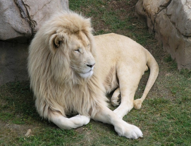В действительности, конечно же, это фотошоп. Черных львов пока в природе встречено не было, а на оригинальной фотографии запечатлен лев-альбинос, который действительно редкий зверь.
